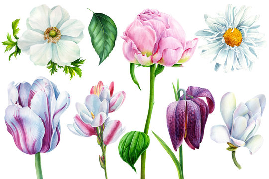 set of spring flowers, tulip, peony, anemone, chamomile, magnolia, fritillaria on an isolated white background, watercolor painting, botanical illustration