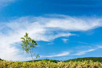 Fototapeta na wymiar ポツンと一本の木青い空に浮かぶ雲の表情の風景