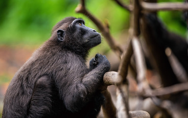 The Celebes crested macaque. Close up, side view. Crested black macaque, Sulawesi crested macaque, or the black ape. Natural habitat. Sulawesi Island. Indonesia.