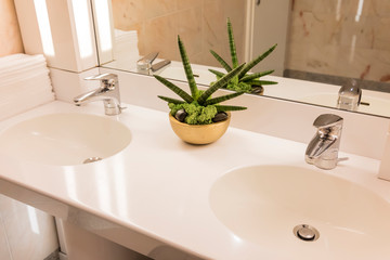 Cactus Plant in Modern Bathroom.