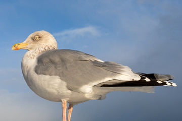European seagull