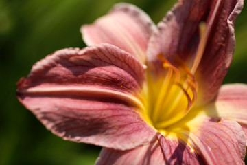 Blurred natural background. Texture of burgundy daylily petals. Burgundy daylily flower on green background. Close-up, cropped shot, horizontal. Concept of beauty of nature.
