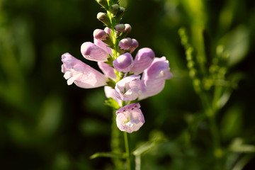 Blurred natural background. Texture of the petals of pink Physostegia. Physostegia flower on a green background. Close-up, cropped shot, horizontal. Concept of beauty of nature.