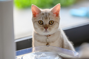 British shorthair kitten silver color was sitting in front of a water fountain for cats and looking back