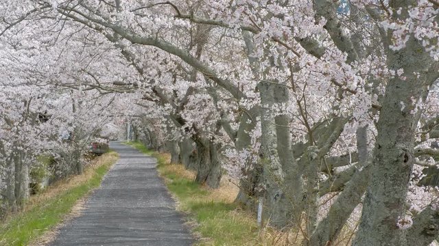 【動画素材】：　桜並木　さくら　春イメージ　京都　和束