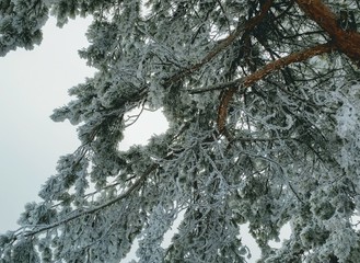 Frostbaum