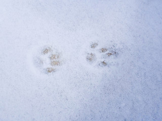 Snow-white snow in the winter on the road. cat tracks in the snow on a winter morning