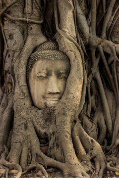 Budda in the tree