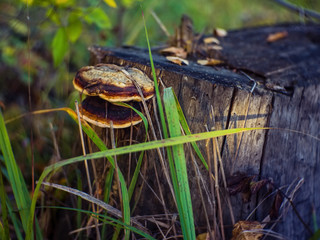 tree fungus grows on an old stump, Russia