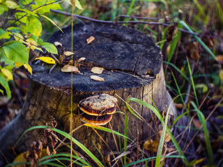 tree fungus grows on an old stump, Russia