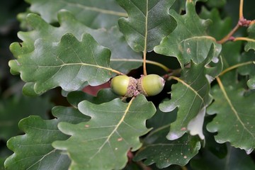 acorns on a tree