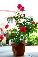 red flowers in a pot