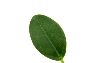 Close up green leaf on white background.