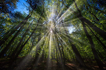 Fototapeta na wymiar sun casting beautiful rays of light through the branches in the green forest
