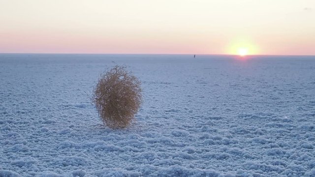 Summer. Salt lake. Tumbleweed in salt.