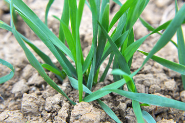 Autumn shoots of winter wheat