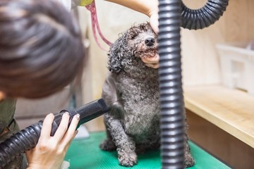 トリミングをする女性　ブロー