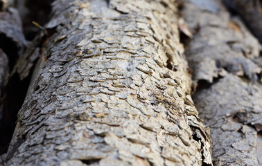 Close up and background of bright old weathered wooden trunks with bark lying across