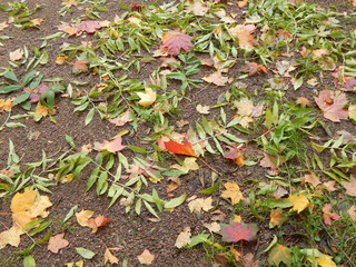 Autumn leaves lie on the ground