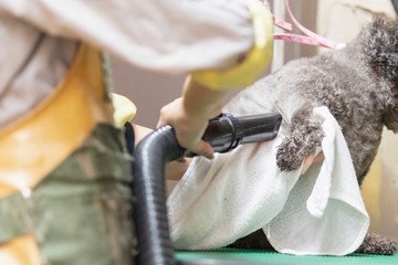 トリミングをする女性　ブロー