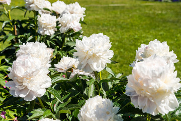 White Paeonia lactiflora flower blooming in the garden of Catherine Palace St. Petersburg, Russia. a species of herbaceous perennial flowering plant in the family Paeoniaceae
