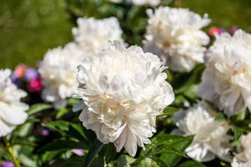 White Paeonia lactiflora flower blooming in the garden of Catherine Palace St. Petersburg, Russia. a species of herbaceous perennial flowering plant in the family Paeoniaceae