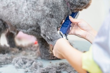 トリミングをする女性　カット