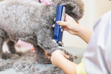 トリミングをする女性　カット