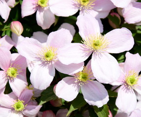 Clematis montana - Kletterpflanze in rosa im heimischen Blumengarten