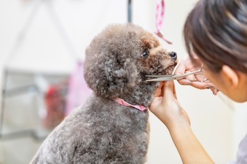 トリミングをする女性　カット