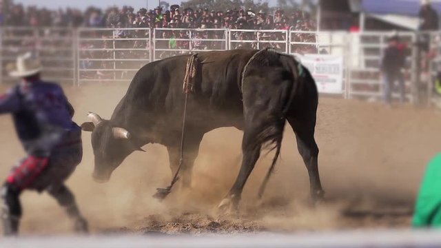 Dangerous enraged  black bull trying to kick a cowboy in a rodeo (Slow Motion)