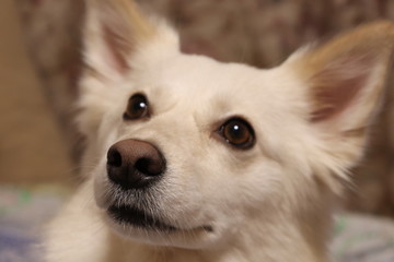 A kind, furry dog with a sly look. Close-up side view.