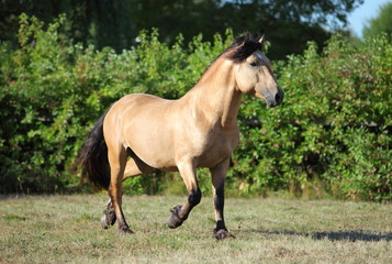Obraz premium Paso fino horse stallion speed galloping in summer evening stud farm 
