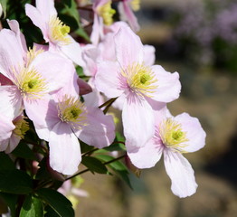 Clematis montana - Kletterpflanze in rosa im heimischen Blumengarten