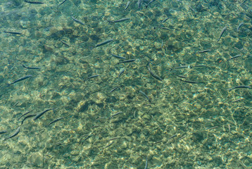 Fototapeta na wymiar Many small fish in the crystal clear water, view from above