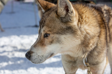Dog profile from a sled dog team, close-up