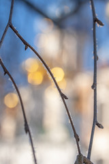 Defocused image of a fragment of an Orthodox church with birch branches in hoarfrost in the foreground. Beautiful background for a religious theme.
