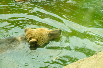 floating bear scratches head