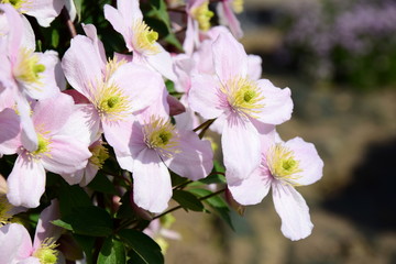 Fototapeta na wymiar Clematis montana - Blühende Kletterpflanze in rosa im heimischen Garten