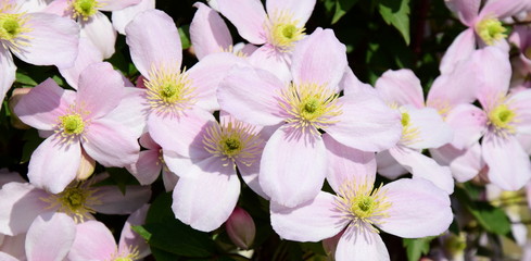 Clematis montana, wunderschöne Kletterpflanze in rosa im heimischen Garten