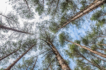 View of the tree crowns from below, Latvia. Green crown trees view from below into the sky. Green crown of trees against the sky. View of the sky through the trees from below
