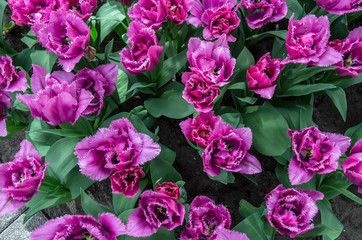 Top view of many purple tulips with green leaves. Beautiful flowers background, texture. View from above. Nature bouquet from purple tulips for use as background.
