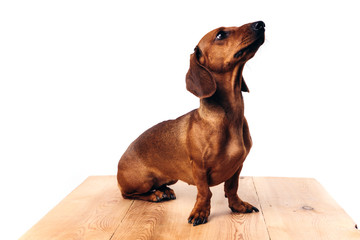 Dachshund on an isolated white background.