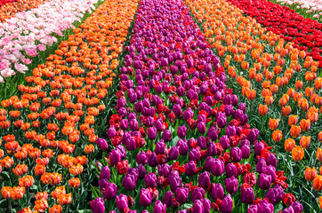 Fototapeta na wymiar Beautiful colorful tulips in garden. Red, orange, purple, pink tulips. Flowers background, floral banner or panorama. Flowers blossom. Netherlands.