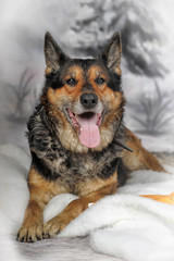 half-breed shepherd dog on a winter background