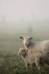 Deurstickers Vroege ochtendmist in het voorjaar met schapen © Jeanine