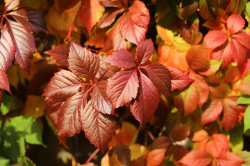 Bright floral arrangement of colorful leaves