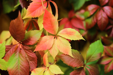 Bright floral arrangement of colorful leaves