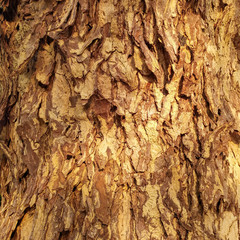 The surface of the brown bark of the old tree, the texture of the bark with deep marks.
