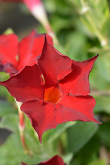 Mandevilla Bella Red